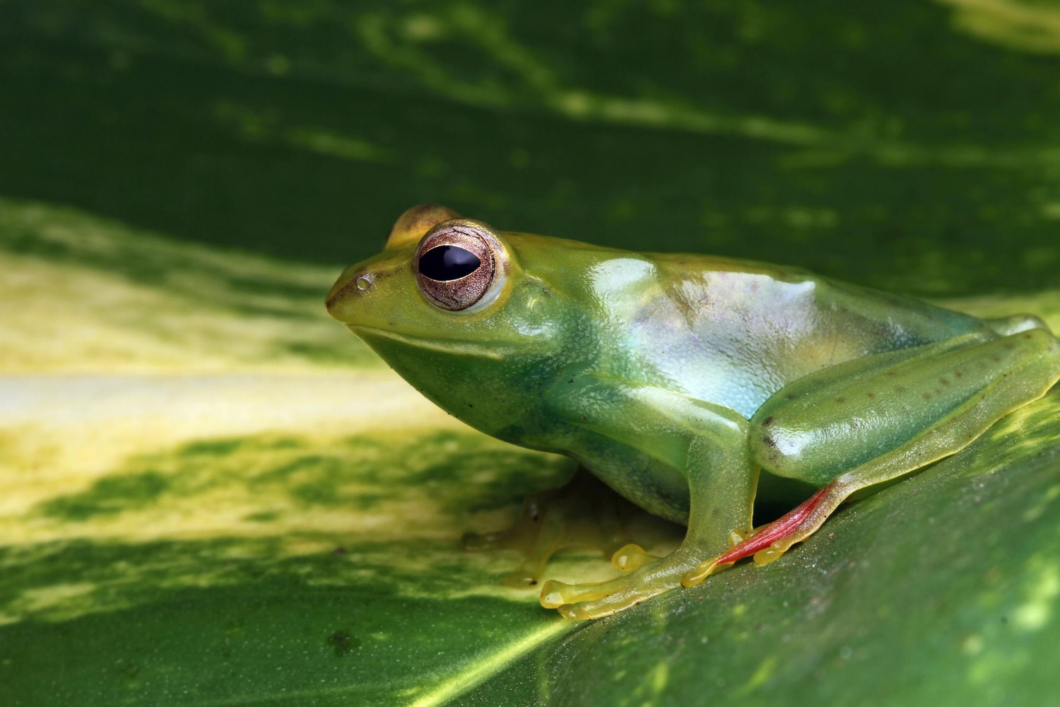 prevent frogs out of your pool